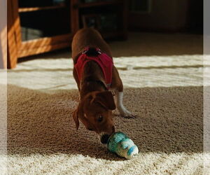 Brooks - Male Jack-A-Bee Dog for Adoption - Photo #12