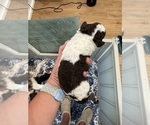 Small #3 Aussiedoodle Miniature 