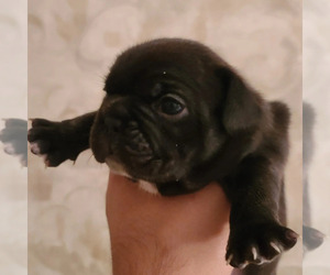 French Bulldog Puppy for sale in SAUGERTIES, NY, USA