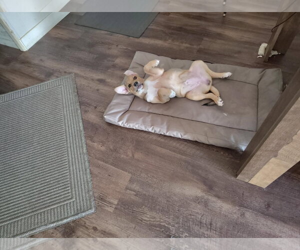 Medium Photo #18 Beagle-Unknown Mix Puppy For Sale in Escondido, CA, USA