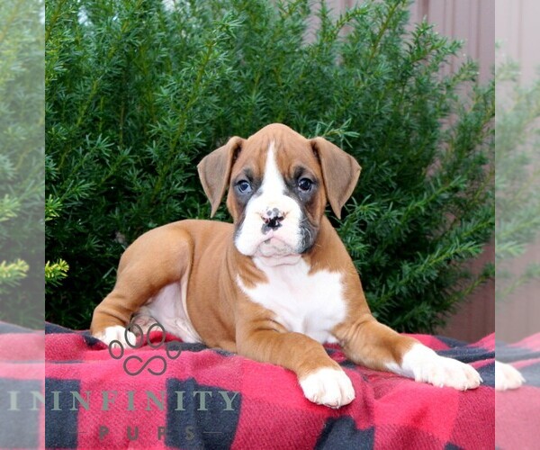 Medium Photo #3 Boxer Puppy For Sale in QUARRYVILLE, PA, USA
