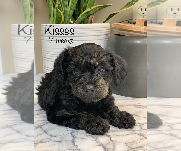 Medium Photo #1 Schnoodle (Miniature) Puppy For Sale in LARCHWOOD, IA, USA