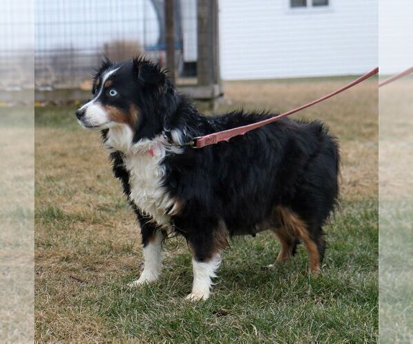 Medium Photo #1 Aussie-Poo Puppy For Sale in ARTHUR, IL, USA