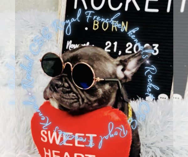 Medium Photo #3 French Bulldog Puppy For Sale in ATHENS, GA, USA
