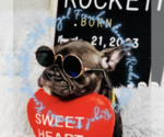 Small Photo #3 French Bulldog Puppy For Sale in ATHENS, GA, USA