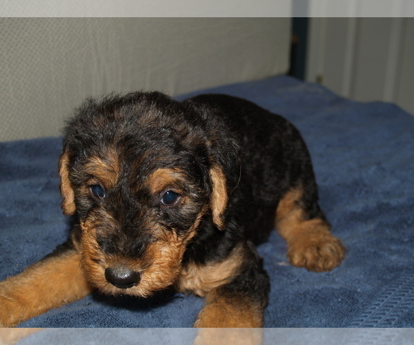 Medium Photo #2 Airedale Terrier Puppy For Sale in CHARLESTOWN, IN, USA
