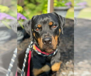 Rottweiler Dogs for adoption in Hillsboro, NH, USA