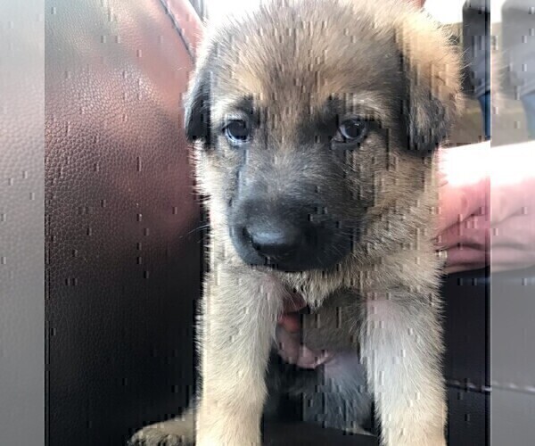 Medium Photo #1 German Shepherd Dog Puppy For Sale in GOLDEN, CO, USA