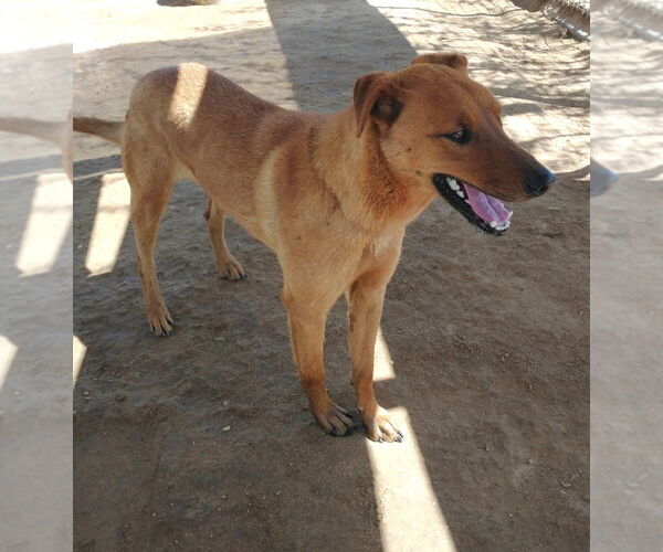 Medium Photo #6 Labrador Retriever-Unknown Mix Puppy For Sale in Apple Valley, CA, USA