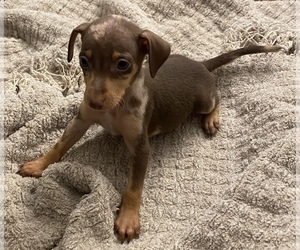 Miniature Pinscher Puppy for sale in SAN ANTONIO, TX, USA