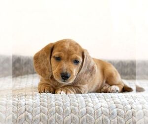 Dachshund Puppy for Sale in MYERSTOWN, Pennsylvania USA