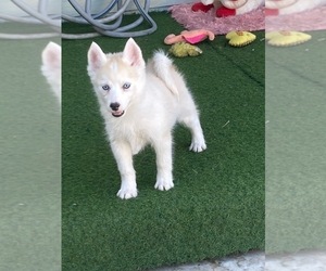 Pomsky Puppy for sale in BEVERLY HILLS, CA, USA