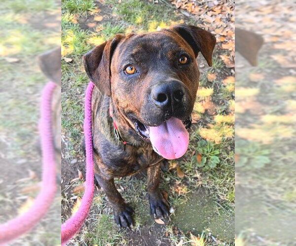 Medium Photo #1 Mastiff-Unknown Mix Puppy For Sale in Sacramento, CA, USA