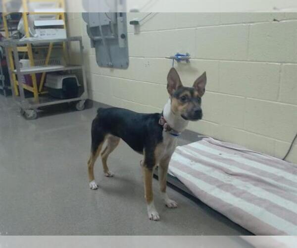 Medium Photo #1 Mutt Puppy For Sale in Denver, CO, USA