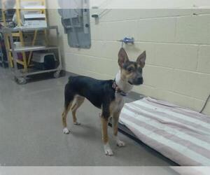 Mutt Dogs for adoption in Denver, CO, USA