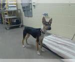 Small Mutt