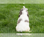 Small #4 Cockapoo (Miniature)