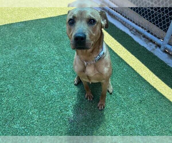 Medium Photo #2 Labrador Retriever-Unknown Mix Puppy For Sale in Grand Prairie, TX, USA