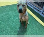 Small #1 Labrador Retriever Mix