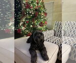 Small #1 Tibetan Terrier Mix