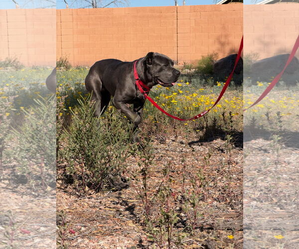 Medium Photo #8 Mutt Puppy For Sale in Goodyear, AZ, USA