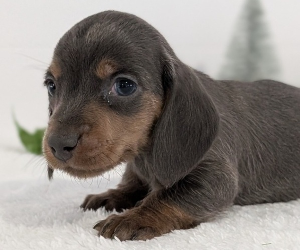 Medium Photo #2 Dachshund Puppy For Sale in GOSHEN, IN, USA