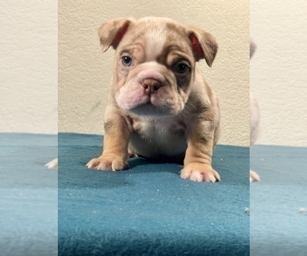 Medium Photo #13 English Bulldog Puppy For Sale in LOUISVILLE, KY, USA