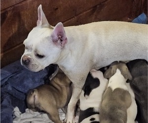 Mother of the Faux Frenchbo Bulldog puppies born on 06/20/2023