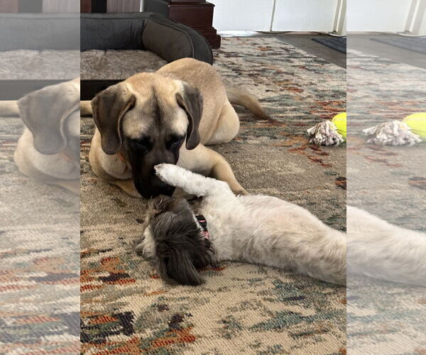 Medium Photo #5 Mastiff Puppy For Sale in Edmond, OK, USA