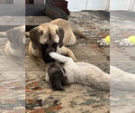 Small #4 Mastiff