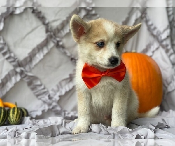 Medium Photo #1 Pomsky-Shiba Inu Mix Puppy For Sale in LANCASTER, PA, USA