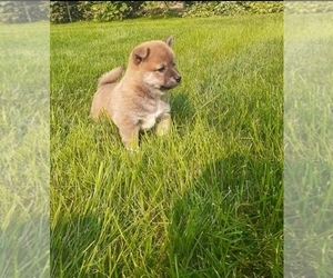 Shiba Inu Puppy for sale in BEAN BLOSSOM, IN, USA