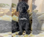 Small Photo #14 Goldendoodle Puppy For Sale in PIEDMONT, SC, USA