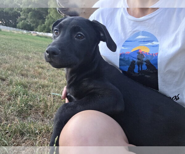 Medium Photo #2 Labrador Retriever Puppy For Sale in MIDWAY, UT, USA