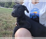 Small #1 Labrador Retriever