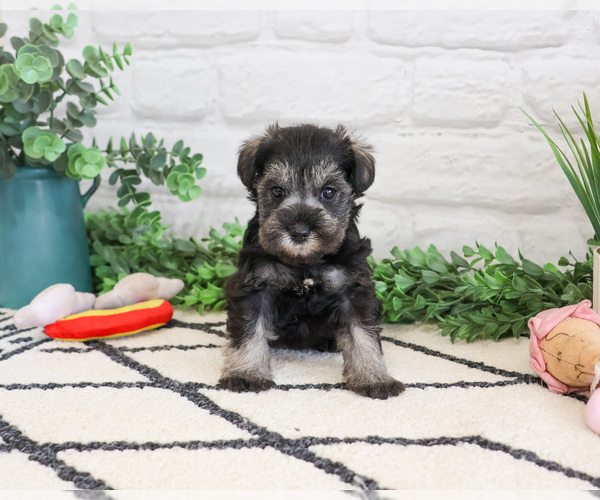 Medium Photo #5 Schnauzer (Miniature) Puppy For Sale in SYRACUSE, IN, USA