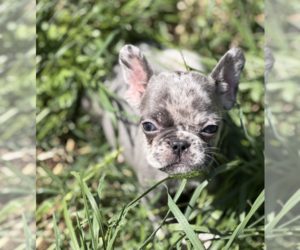 Medium French Bulldog