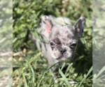 Puppy Orion French Bulldog