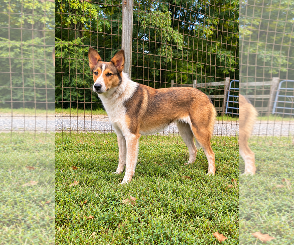 Medium Photo #2 Collie-Unknown Mix Puppy For Sale in Pacolet, SC, USA