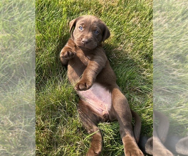 Medium Photo #40 Labrador Retriever Puppy For Sale in FREDERICKSBG, OH, USA