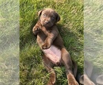 Small Photo #40 Labrador Retriever Puppy For Sale in FREDERICKSBG, OH, USA