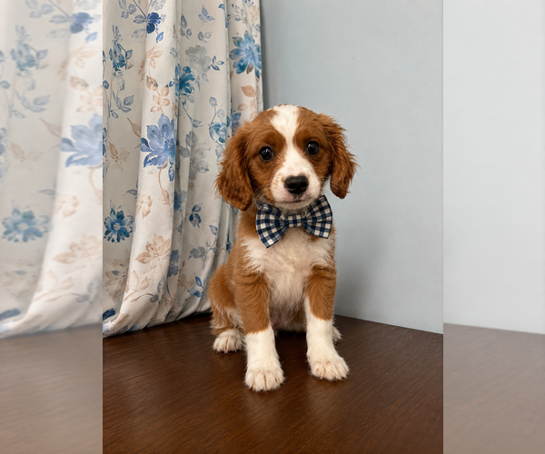 Medium Photo #3 Cavapoo (Miniature) Puppy For Sale in DURHAM, CT, USA
