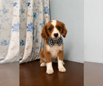 Small #2 Cavapoo (Miniature)