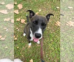 Selina - Female Labrador Retriever-Unknown Mix Dog for Adoption - Small photo