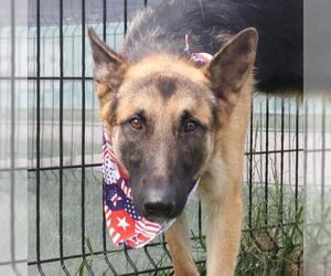 German Shepherd Dog Dogs for adoption in San Antonio, TX, USA
