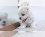 Puppy Aramis Maltese