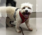 Small #8 Maltese Mix
