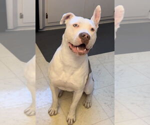 American Pit Bull Terrier-Unknown Mix Dogs for adoption in Tustin, CA, USA