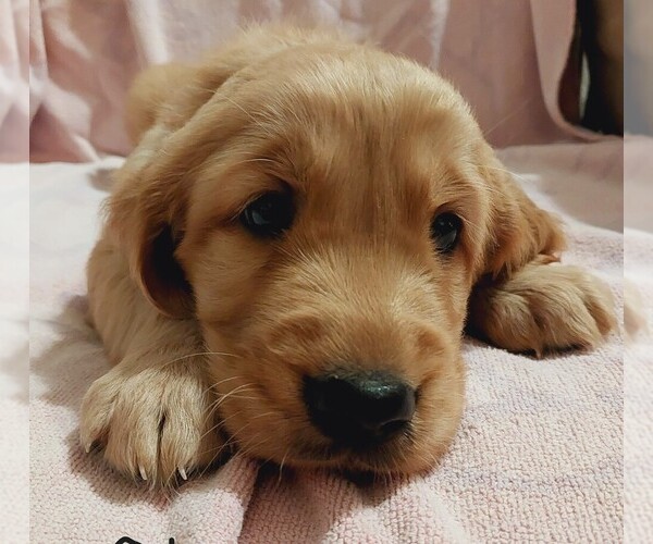 Medium Photo #1 Golden Retriever Puppy For Sale in CHESAPEAKE, VA, USA