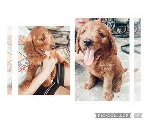 Goldendoodle Puppy for sale in CORNERSVILLE, TN, USA